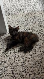 Kittens 3 maanden, Dieren en Toebehoren, 0 tot 2 jaar