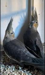 3 jonge valkparkieten te koop, Dieren en Toebehoren, Vogels | Parkieten en Papegaaien, Geslacht onbekend, Parkiet