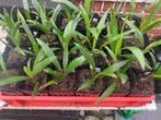 Trachycarpus Wagnerianus zaailingen 2,5 jaar oud, Tuin en Terras, Planten | Bomen, Lente, Minder dan 100 cm, Palmboom, Ophalen