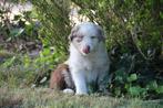 Raszuivere Australian Shepherd pups *mogen nest verlaten*, Dieren en Toebehoren, Overige rassen, CDV (hondenziekte), 8 tot 15 weken