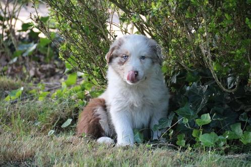Raszuivere Australian Shepherd pups *mogen nest verlaten*, Dieren en Toebehoren, Honden | Herdershonden en Veedrijvers, Meerdere dieren