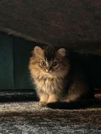 3 Britse korthaar kittens, Dieren en Toebehoren, Katten en Kittens | Raskatten | Korthaar, Meerdere dieren, Gechipt, 0 tot 2 jaar