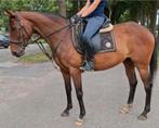 Brave allrounders 5-6 en 8 jr (recreatie-manege-sport), Dieren en Toebehoren, Paarden, Merrie, B, Gechipt, 3 tot 6 jaar