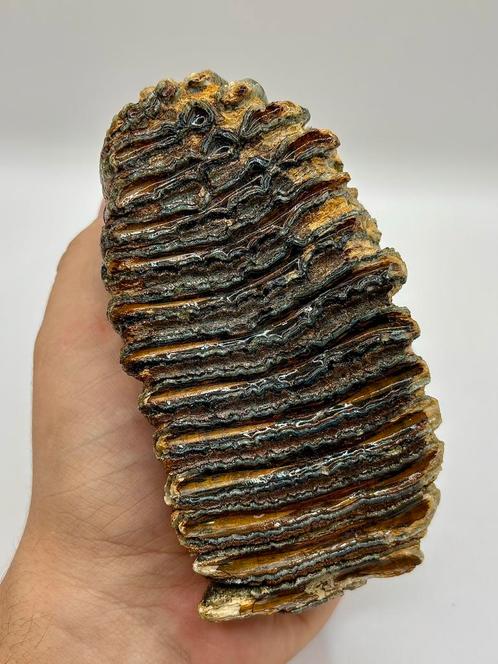 Wolharige Mammoet kies, Verzamelen, Mineralen en Fossielen, Fossiel, Ophalen of Verzenden