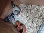 Koppel postenbroed, Dieren en Toebehoren, Pluimvee, Meerdere dieren
