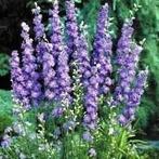 Zaden Delphinium consolida Lilac spire, Verzenden, Volle zon