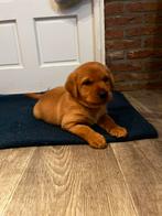 Labrador Fieldtrial pups, Dieren en Toebehoren, Honden | Retrievers, Spaniëls en Waterhonden, Parvo, 8 tot 15 weken, Labrador retriever