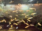 Tekoop medaka, Dieren en Toebehoren, Vissen | Aquariumvissen, Vis
