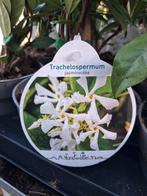 Trachelospermum jasminoides - Toscaanse Jasmijn, Vaste plant, Ophalen of Verzenden, Halfschaduw, Klimplanten