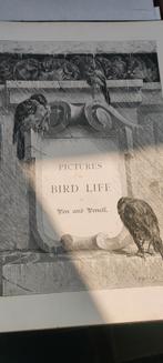 Oud boek - Pictures of Bird Life, Boeken, Ophalen of Verzenden