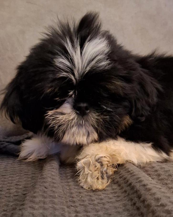 Mooi boomer shih tzu reutje, Dieren en Toebehoren, Honden | Chihuahua's en Gezelschapshonden, Reu, Overige rassen, Particulier
