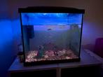 Aquarium compleet met vissen en toebehoren, Dieren en Toebehoren, Vissen | Aquaria en Toebehoren, Ophalen, Gebruikt, Gevuld zoetwateraquarium