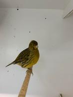 Mooie fife fancy kanaries 4 stuks, Dieren en Toebehoren, Meerdere dieren, Postuurkanarie