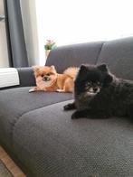 Licht bruin keeshond Bella, Dieren en Toebehoren, Honden | Chihuahua's en Gezelschapshonden, 6 jaar of ouder, Teef, Eén hond, Nederland