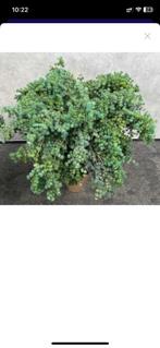 Mooie Kunstplanten - Cedrus Atlantica Glauca, Ophalen, Binnen