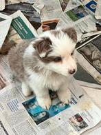 Border collie pups, Dieren en Toebehoren, Parvo, België, Fokker | Hobbymatig, 8 tot 15 weken