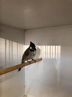 Koppel buulbuul, Dieren en Toebehoren, Meerdere dieren