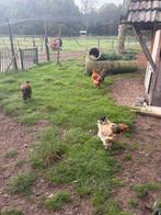 Brahma kippen, Dieren en Toebehoren, Pluimvee, Meerdere dieren, Kip