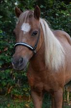 ✨ Lief knuffelpaardje zoekt gouden thuis - mini paardje, Dieren en Toebehoren, Pony's, Merrie