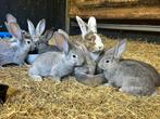 Super lieve Duitse reuzen, Meerdere dieren, Groot
