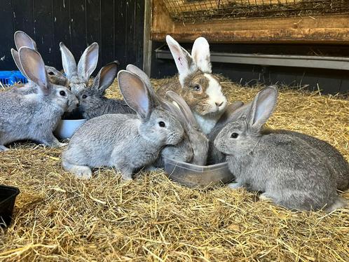 Super lieve Duitse reuzen, Dieren en Toebehoren, Konijnen, Groot, Meerdere dieren