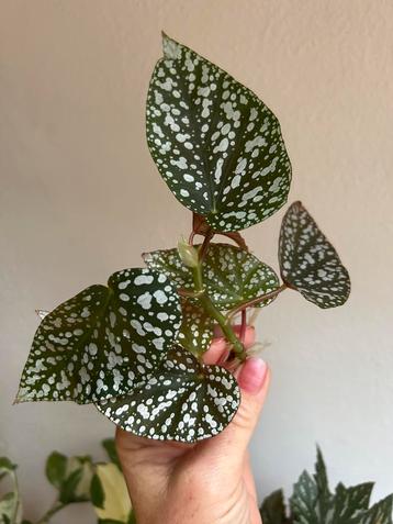 Begonia snowcap/metallica/tamaya, gewortelde stekken zie adv beschikbaar voor biedingen