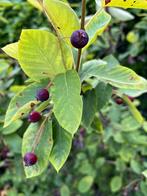 Amelanchier krentenboompje ca H170cm, Tuin en Terras, Planten | Bomen, Ophalen, Halfschaduw, Overige soorten, 100 tot 250 cm