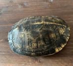 NEP schildpad schild, Schildpad, 0 tot 2 jaar