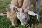 Geitjes of materialen voor geitjes kopen of verkopen, Dieren en Toebehoren, Schapen, Geiten en Varkens, Geslacht onbekend, Geit