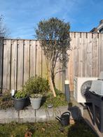 Olijfboom, Bloeit niet, 100 tot 250 cm, Olijfboom, Ophalen