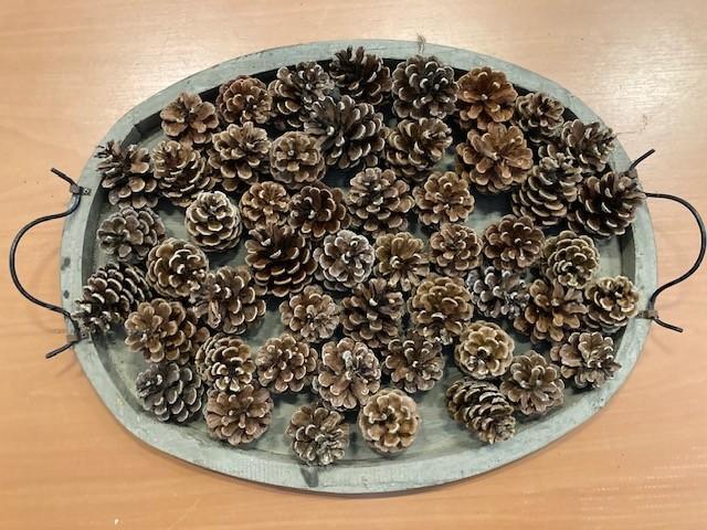 Mooie dennenappels voor decoratie of kerststukjes, Hobby en Vrije tijd, Knutselen, Materiaal, Ophalen of Verzenden