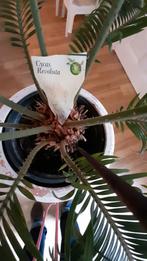 Cycas revoluta. Vredespalm. Mooi groen, stevige naalden., Ophalen, 100 tot 150 cm, Palm, Halfschaduw