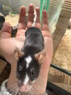 2 Lieve mannen muizen alleen voor een goed huisje!, April, Muis, Mannelijk, Tam