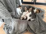Kittens 10 weken, Dieren en Toebehoren, Katten en Kittens | Raskatten | Langhaar, Ontwormd, 0 tot 2 jaar