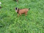 Dwerg bokje, Dieren en Toebehoren, Schapen, Geiten en Varkens, Mannelijk, Geit