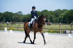 Aansprekend kwpn dressuurpaard, Dieren en Toebehoren, Z, Dressuurpaard, 11 jaar of ouder, 165 tot 170 cm