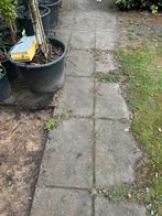 Gratis tegels 40x60cm, Ophalen, Gebruikt, Beton, Terrastegels