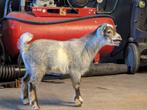 dwerggeit Blauwschimmel bokje, Dieren en Toebehoren, Schapen, Geiten en Varkens, Mannelijk, Geit, 0 tot 2 jaar