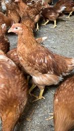Jonge legkippen, Dieren en Toebehoren, Pluimvee, Vrouwelijk, Kip
