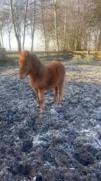 Mooie ponys te koop, Dieren en Toebehoren, Pony's, Gechipt, Niet van toepassing, 0 tot 2 jaar, Hengst