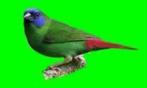 Te koop prachtig koppels driekleur papagaaiamadines cinamon, Meerdere dieren, Tropenvogel
