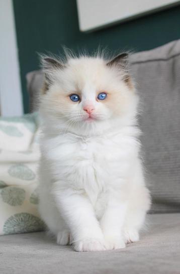 Ragdoll Kittens Stamboom Gediplomeerd Fokker beschikbaar voor biedingen