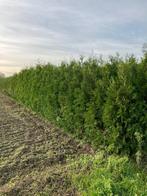 Haagconifeer Thuja Brabant conifeer restpartij, Ophalen, Conifeer, 100 tot 250 cm