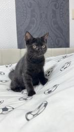 Britsekorthaar, Dieren en Toebehoren, Kater, Ontwormd