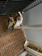 Twee putter allebei van 2025, Mannelijk, Wildzangvogel