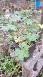 Ooievaarsbek, pot H9 kleur wit licht roze Geranium Spessart, Tuin en Terras, Ophalen, Bodembedekkers, Volle zon, Vaste plant