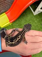 Luipaardgekko Blacknight, Dieren en Toebehoren, Reptielen en Amfibieën, Hagedis