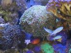 Euphyllia Ancora Two Tone Green/Blue Tips, Dieren en Toebehoren, Vis