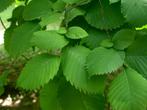 **GOEDKOOP** Ulmus laevis, fladder iep, inheems, Volle zon, Lente, 100 tot 250 cm, Overige soorten