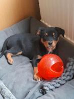 Mooi kruising Zwitserse sennen/ Rottweiler x Aussie pups, Jack Russell Terriër, 8 tot 15 weken, Meerdere, Meerdere dieren